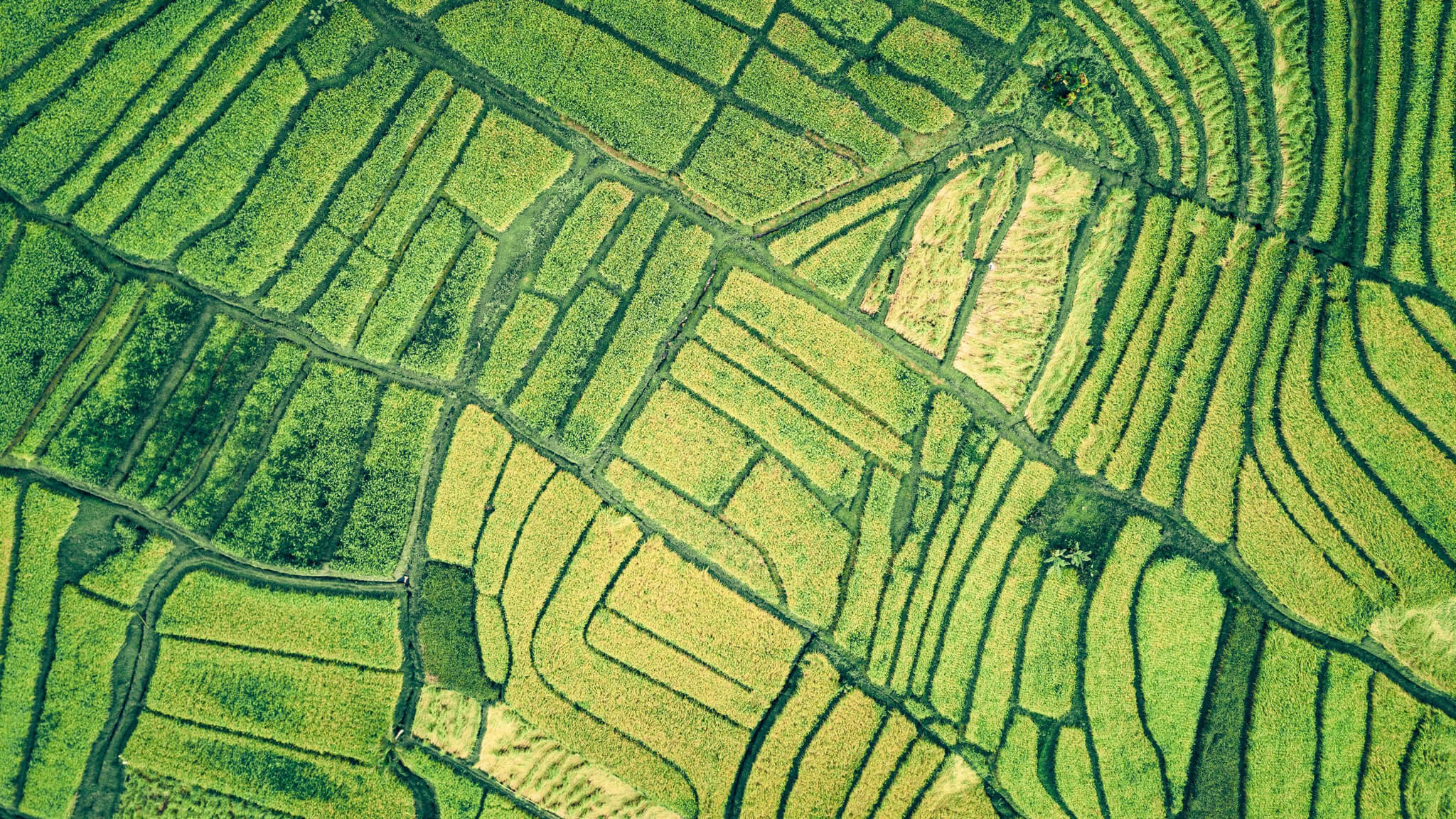 Environmental consultancy and impact assessments.